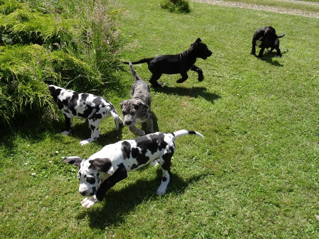 Des Gardiens Du Manoir - Chiots Dogue Allemand LOF DISPONBLES